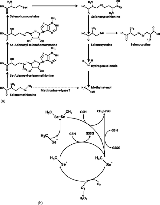 Selenomethionine metabolism in zebrafish (Danio rerio) as described in the orthology-based KEGG metabolic pathway (Fig. 2a). The enzymes of the trans-sulfuration pathway (conversion of selenomethionine into CH3Se via selenocysteine) are present in zebrafish. However, there is no evidence of direct catalysis of selenomethionine into CH3SeH. Note that redox cycling of CH3SeH (CH3Se˙ and/or CH3Se− form) in the presence of GSH (Fig. 2b) is the only known pathway of O2˙− generation during selenomethionine metabolism.26