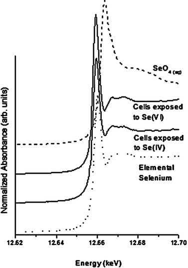 Se K-Edge XANES spectra for rainbow trout hepatocytes exposed to 100 μM of sodium selenite and sodium selenate for 6 h.