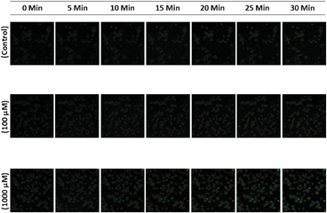 Time dependent changes in ROS generation in rainbow trout hepatocytes exposed to 0 (control), 100 and 1000 μM of seleno-l-methionine for a period of 30 min.