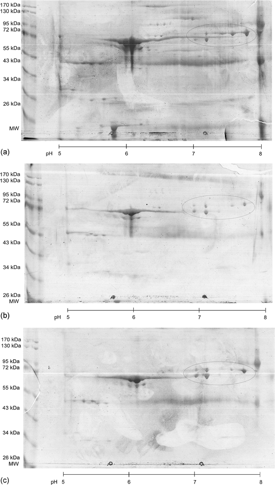 Visualisation of the effects of the sample preparation procedure using a 2D gel electrophoretic separation of a plasma sample at different stages of the sample preparation procedure for a plasma sample of seal 1: (2a) separation of an unprocessed plasma sample (75 μg protein), (2b) separation after iron saturation and lipoprotein precipitation (51 μg protein), (2c) separation after the final dilution and centrifugation step (92 μg protein). The anticipated Tf region on the gel is marked with a circle.