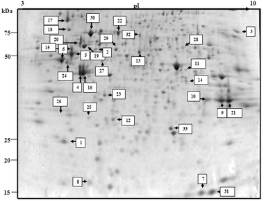 Protein profile of untreated control using MOLT-4 cells. Identified protein spots are indicated with spot numbers corresponding to those in Tables 2 and 3.