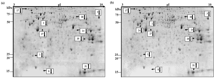 Coomassie blue-stained protein profiles of treated MOLT-4 cell lysates. 2-D protein pattern of (a) [Cu(HBnz2)Cl]-treated and (b) [Cu(HBu2)Cl]-treated. Only the spot numbers of identified proteins with at least two-fold level of differential expression are indicated. Down-regulation (↓) and up-regulation (↑).