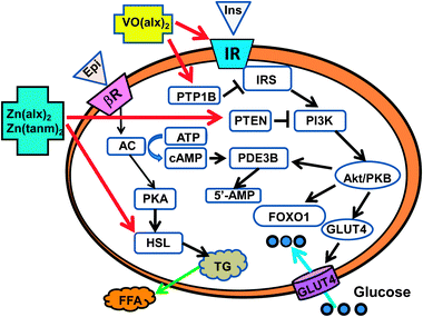 Differential action sites of vanadyl and zinc complexes in adipocytes. VO(alx)2 acts on IRβ and/or PTP1B, and activates the downstream insulin receptor proteins. The activation of Akt/PKB by VO(alx)2 finally induces the translocation of GLUT4 to the plasma membrane and regulates the transcription factor FOXO1. Zn(alx)2 and Zn(tanm)2 suppress the activity of PTEN and subsequently activate the downstream proteins of PI3K. Zn complexes thus activate Akt/PKB and stimulate the translocation of GLUT4 to the plasma membrane. The activation of Akt by Zn(alx)2 and Zn(tanm)2 induces the enzymatic activity of PDE3B, which uses c-AMP as a substrate, and thus follows the suppression of PKA and HSL activities. Then, FFA release is suppressed. Abbreviations used are as follows. IR, insulin receptor; IRS, insulin receptor substrate; PI3K, phosphatidylinositol 3-kinase; PTP1B, protein tyrosine phosphatase-1B; PTEN, phosphatase and tensin homologue deleted on chromosome 10; Akt/PKB, Akt/protein kinase B; GLUT4, glucose transporter 4; FOXO1, forkhead transcription factor class O1; PDE3B, phosphodiestarase 3B; βR, β-receptor; AC, adenylate cyclase; PKA, cAMP-dependent phosphokinase; HSL, hormone-sensitive lipase; FFA, free fatty acid. This figure is summarized from the results of ref. 13–16, 50, 57–62, 73 and 74.