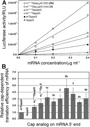 Translational efficiency of mRNA transcripts in vitro. (A) Example experiment of translational efficiency of mRNA transcript encoding firefly luciferase capped with various dinucleotides. (B) Comparison of relative cap-dependent translational efficiency of mRNA transcripts. The mean values were calculated from 2–3 assay repetitions for each of two independent mRNA syntheses.