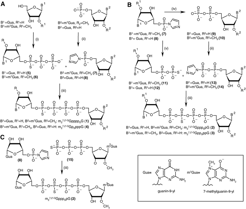 The synthesis of tetraphosphate S-ARCA 1–4. (A) Synthesis of 1 and 4 by the “3 + 1*” strategy. (B) Synthesis of 2 and 3 by the “2 + 2*” strategy. (C) Synthesis of 2 by the “3 + 1*” strategy (the asterisk denotes the activated nucleotide subunit). Reagents: i. (1) PSCl3, trimethylphosphate, 2,6-lutidine, 0 °C, (2) 0.5 M tributylammonium pyrophosphate in DMF; ii. imidazole, 2,2′-dithiodipyridine, PPh3, DMF; iii. ZnCl2, DMF; iv. triethylammonium phosphate, ZnCl2, DMF; v. triethylammonium thiophosphate, ZnCl2, DMF.