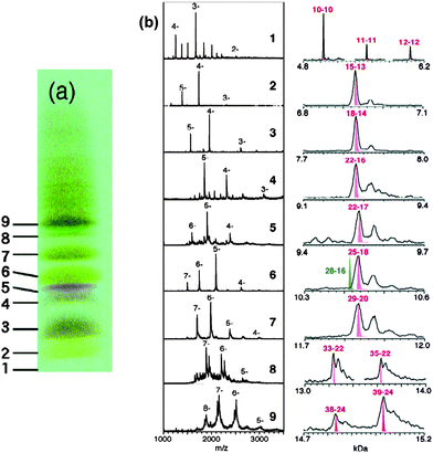 Left picture: PAGE results for the Au:SG cluster mixture. Mid and right panels: Low-resolution and high-resolution ESI mass spectra of the fractionated Au:SG clusters. Reproduced from ref. 95 with permission. Copyright 2005 American Chemical Society.