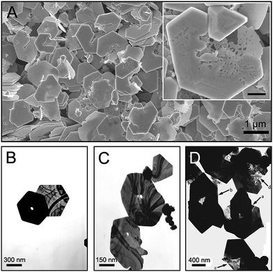 A set of representative SEM and TEM images of various irregular gold nanoplates. Inset in (A) is an enlarged image of a typical corroded nanoplate and the scale bar is 200 nm.