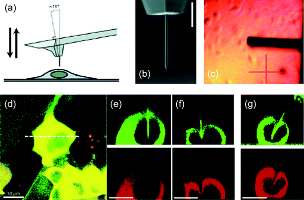 Nanoneedle manipulation with an AFM. (a) Schematic of the operation of a nanoneedle on an AFM tip over a living cell. (b) SEM image of a Si nanoneedle fabricated by FIB machining. (c) Image of an AFM tip with a nanoneedle over the cell culture as observed by the AFM optical system during the nanoneedle positioning. (d) Stack of confocal images of a human embryonic kidney (HEK293) cell expressing red-fluorescent protein (DsRed2-NES) and a Si nanoneedle conjugated with fluorescein isothiocyanate (FITC) with green emission when the nanoneedle was inserted into the cell. (e) Cross-section images for green and red emission at the position indicated by the white dotted line in (d) processed from the confocal images. (f) Images taken when a nanoneedle failed to penetrate the cell membrane. (g) Images taken when a pyramidal tip with a high aspect ratio of 5 : 1 was indenting the cell membrane, causing significant deformation of the cell membrane and the nucleus. Scale bars, 3 μm in (b) and 10 μm in (d)–(g). (a), (b), and (d)–(g) reproduced with permission from ref. 27. Copyright 2005 American Chemical Society. (c) reproduced with permission from ref. 29. Copyright 2007 American Chemical Society.