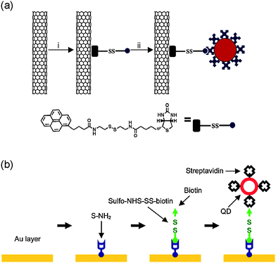 Surface functionalization of nanoneedles. (a) Surface functionalization of CNT nanoneedles with streptavidin-conjugated quantum dots using a linker molecule synthesized to contain a pyrene moiety that binds on CNT surfaces, a biotin moiety, and a disulfide bond in its spacer. (b) Surface functionalization of Au-coated nanoneedles with streptavidin-conjugated quantum dots using a general procedure that consists of four steps: (i) coating nanoneedles with a thin layer of Au, (ii) forming a NH2-terminated SAM, (iii) conjugating a linker molecule that contains a disulfide bond, and (iv) attaching streptavidin-conjugated nanoparticles by the specific binding of streptavidin and biotin. (a) reproduced with permission from ref. 28. Copyright 2007 National Academy of Sciences, USA. (b) reproduced with permission from ref. 31. Copyright 2009 American Chemical Society.