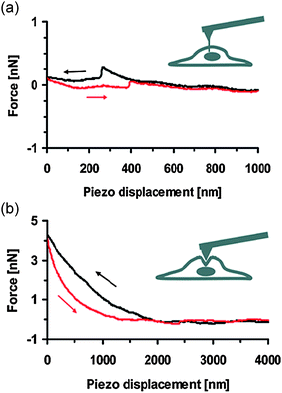 Force–distance curves obtained from the AFM system, using (a) a nanoneedle attached to an AFM tip and (b) an unmodified standard AFM tip as indicated in the inset schematic (see also Fig. 2). The AFM tip approached (black curves) and then retracted from the cell (red curves). Reproduced with permission from ref. 29. Copyright 2007 American Chemical Society.