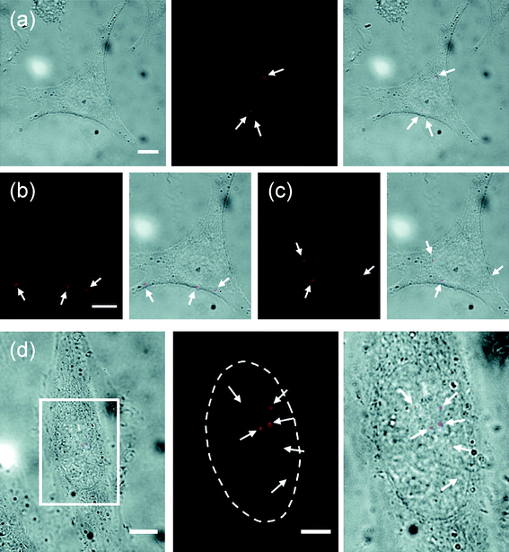 Delivery of quantum dots into the cytoplasm and the nucleus of living HeLa cells using the nanoneedle-based mechanochemical delivery method (shown in Fig. 3). (a–c) Delivery into the cytoplasm: (a) bright field (left), fluorescence (middle) images of the cell after delivery and overlay of the bright field and fluorescence images (right) and (b, c) fluorescence and overlay images acquired on two different focal planes. The cell is the same cell shown in Fig. 3(b). (d) Delivery into the nucleus: overlay of bright-field and fluorescence images of a cell after delivery (left) and enlarged fluorescence image (middle) and overlay of bright-field and fluorescence images (right) of the marked region in the left image. The arrows indicate quantum dots (red). The dotted line locates the boundary of the nucleus. Scale bars, 10 μm in (a–c; d, left) and 5 μm in (d, middle and right). Reproduced with permission from ref. 31. Copyright 2009 American Chemical Society.