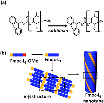 Fmoc-peptide building blocks, supramolecular structures: (a) enzymatic hydrolysis of fluorenylmethoxycarbonyl-l-leucine-l-leucine-l-leucine methyl ester (Fmoc-L3-OMe) to Fmoc-L3; (b) sequential scheme for self-assembly of nanotubes showing π–β structure.