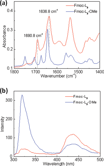 (a) FT-IR spectra of dried films of Fmoc-L3 gel prepared enzymatically and precursor Fmoc-L3-OMe dissolved in 5% acetone and 0.1 M phosphate buffer solution. The Fmoc-L3 dried film (top spectrum) shows a broad peak at around 1635–1646 cm−1 and a medium intensity band at 1685–1691 cm−1 which are consistent with the antiparallel β-sheet structure. The spectrum obtained from the Fmoc-L3-OMe precursor suggests that peptides interact in a number of orientations with less molecular order. (b) Fluorescence emission spectra of Fmoc-L3 gel prepared by enzymatic hydrolysis and Fmoc-L3-OMe solution. (50 μL acetone was used to dissolve Fmoc-L3-OMe, and then mixed with 0.1 M phosphate buffer at pH 8 to prepare 20 mM Fmoc-L3-OMe solution.)