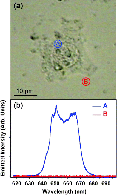 (a) Optical transmission image of a single HeLa cancer cell after 1.5 h incubation in a water solution containing NaYF4 : Er3+, Yb3+NPs. (b) Visible two-photon micro-fluorescence spectra obtained when the fs NIR laser is focused inside and outside the HeLa cell (points A and B in the optical transmission image, respectively).