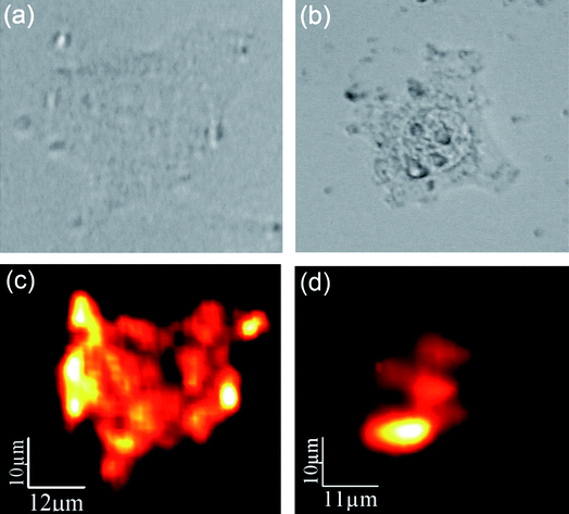 Top – optical transmission images of two HeLa cells after incubation with NaYF4 : Er3+, Yb3+NPs during (a) 1.5 and (b) 3 h. Bottom – confocal fluorescence images of the same HeLa cells ((c) and (d) for 1.5 and 3 h incubations, respectively).