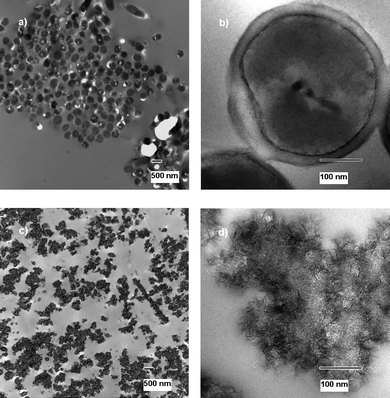 
              TEM micrographs of untreated (a and b) and treated (c and d) B. subtilisspores.