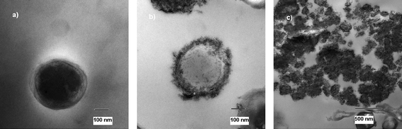 
              TEM micrograph of untreated (a) and treated (b and c) B. anthracisspores.