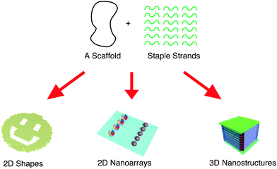 
          DNA origami and its applications.