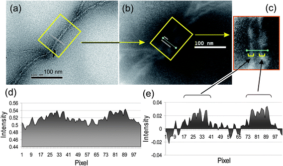 TEM micrographs of (a) the bright-field image of a MWNT–(A16/20)x tube, (b) EELS nitrogen mapping image of the same tube, (c) an enhanced EELS nitrogen image of the same tube segment marked by a rectangle in (b), (d) nitrogen signal intensity graph across the bar in the rectangle of (c), and (e) normalized nitrogen intensity data of (d) showing higher peak signal around the edges of the tube.