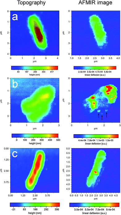 Study of a single Escherichia coli bacteria and T5 phage bacteria virus. AFMIR chemical mapping images recorded at 1080 cm−1 of three stages of infection. (a) non-infection, (b) heavily infected, and (c) only one phage visible. Reproduced with permission from ref. 34. Copyright Elsevier 2007.