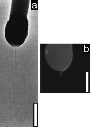 (a) TEM pictograph of a long electrode. (b) SEM pictograph of a short electrode. (Scale bars: 500 nm).