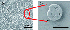 SEM image of SAMs of zeolite on glass (a); SEM image of disc-shaped zeolite crystal at higher magnification (b).