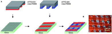 Schematic procedure for the sequential functionalization of the zeolite L monolayer in different regions, perpendicular to each other, by microcontact printing (mCP) (A); fluorescence microscopy image of ATTO-610 and ATTO-425 functionalized SAM of zeolite on glass by mCP (B). Excitation in the region of 360–370 nm.