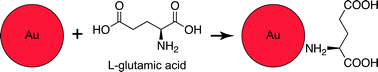 Schematic diagram showing a Au NP surface functionalized with glutamic acid (not to scale), which exhibits a primary amine for binding to the gold surface opposite carboxylate groups for targeting microcracks by chelating calcium ions on the surfaces of exposed bone mineral crystals.