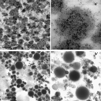 TEM images of ultrathin (70 nm) sections of the nanospheres. (a, a′): QD–BSA nanospheres prepared with 1 μmol l−1 QDs(650) and 30 μmol l−1 BSA; (b, b′): pure BSA nanospheres prepared with 30 μmol l−1 BSA. (a, b): low-magnification (bar = 0.5 μm); (a′ b′): high-magnification (bar = 100 nm).