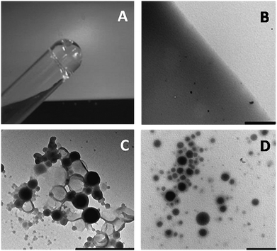 Photograph of the 1 : 1 solution of azide-functionalized HA and acetylene HA directly after gelation (A). TEM picture of the same hydrogel (B). TEM picture of CALB-loaded polymersomes deposited from solution (C). CALB-polymersomes immobilized in the HA hydrogel (D). Bars correspond to 1 μm.