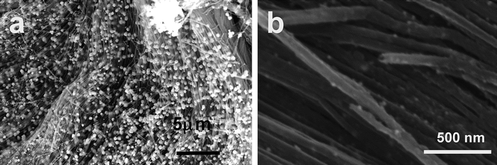 (a) and (b) SEM images of the Au/CNT3D nanocomposite at two different magnifications depicting the presence of Au nanoparticles at the outer edge and deeper inside the 3D CNT monolith composite structure.