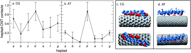 One nano-1 interacting with a CNT. Number of contacts between each heptad and the CNT for (a) CG and (b) AT simulations. We calculate a heptad–CNT contact as follows: the minimum distance between the CNT and each residue of a heptad is calculated. The residue and CNT are defined to be in contact if this minimum distance is less than 6 Å (a, CG simulations) or 3.5 Å (b, AT simulations). The data are normalised such that the heptad with the most CNT contacts is set equal to 1. In (a), nano-1 was placed randomly in the simulation box, and the data were averaged over 10 simulations, from 0.5 to 2 µs. In (b), nano-1 was placed just over 12 Å away from the CNT. The data were averaged over 4 simulations, from 30 to 40 ns. (c) CG and (d) AT snapshots showing nano-1 interacting with the CNT. In both (c) and (d) the peptide backbone is shown in blue, and the Phe side chains are shown in red.