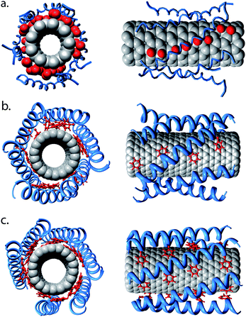 CG to AT conversion. (a) An equilibrated CG CNT/nano-1 complex, with 6 peptides interacting with the tube surface. The snapshot was taken after a 2 µs self-assembly simulation. (b) The AT complex resulting from conversion of the CG structure shown in (a). This structure has been energy minimised. The CG to AT protocol is described in the Methods section. (c) The CNT/nano-1 complex after a 20 ns simulation. The α-helical backbone is shown in blue, and the Phe side chains are shown in red. Note that in (b) and (c) the peptides have α-helical restraints.