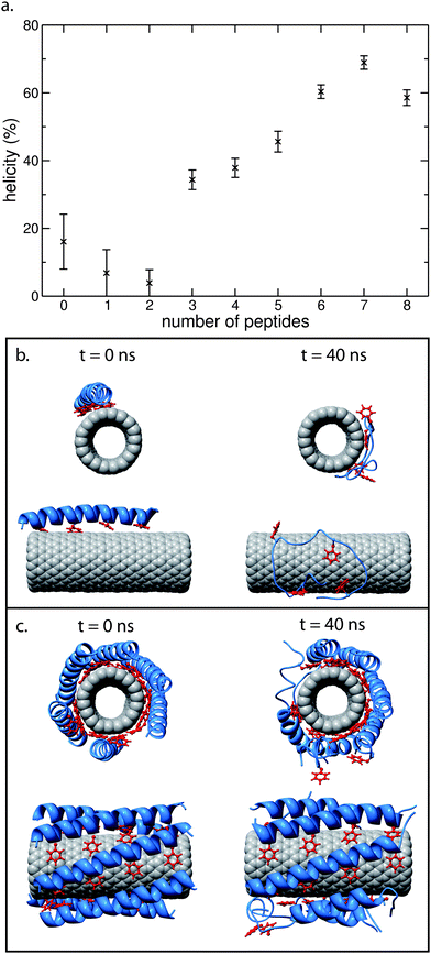 (a) AT nano-1 α-helicity as a function of number of adsorbed peptides onto the outer surface of a CNT. For all simulations, the initial AT configurations were obtained from CG to AT conversions. These conversions were based on equilibrated CG simulations of 2 µs in length. The AT CNT/peptide complexes were equilibrated for 20 ns prior to removal of the peptide α-helical restraints. This time period enabled all peptides to interact with the CNT, forming a stable CNT/peptide complex. Each complex was then simulated for a further 40 ns following the removal of the α-helical restraints, with the data shown in (a) averaged from 30 to 40 ns. Peptide α-helicity was evaluated using DSSP.55 Each data point in (a) is based on one simulation. (b) and (c) are snapshots taken at the start (0 ns) and end (40 ns) of the unrestrained simulations, for one peptide (b) and six peptides (c) in the CNT/peptide complex. Prior to removal of α-helical restraints, all peptides in the CNT/multi-peptide complexes are parallel such that their N- and C-termini are at opposite ends of the CNT.