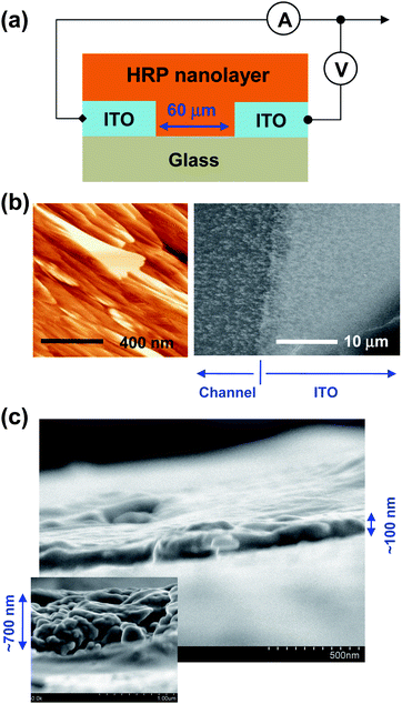 (a) Schematic illustration of cross-sectional device structure. (b) AFM images of HRP nanolayer (left) and FE-SEM images of HRP aggregates formed by drop-casting from a dilute solution (right). (c) FE-SEM images of HRP nanolayers formed by spin-coating.