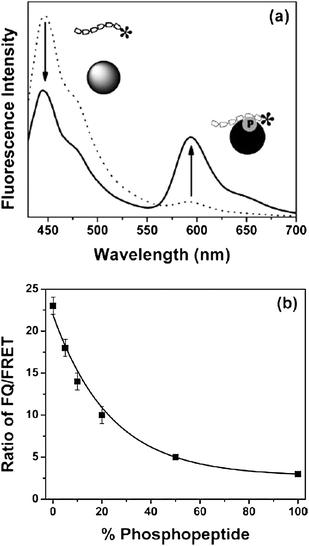 (a) Emission spectra of CPN mixed with rhodamine-labeled kemptide (Rh-kemptide, dotted line) and with rhodamine-labeled phosphokemptide (Rh-p-kemptide, solid line). Strong FRET occurred from metal ion-assisted adsorption of phosphokemptides, while no significant FRET was observed from nonphosphorylated kemptide. (b) Ratiometric (fluorescence quenching (FQ)/FRET) calibration curve generated from standard mixtures of Rh-kemptide and Rh-p-kemptide. Reprinted with permission from ref. 19 (Copyright 2007 The Royal Society of Chemistry).