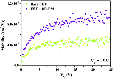 Mobility of the TiO2 nanowires FET before and after bR-PM modification.