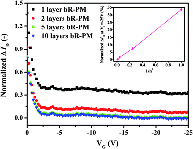 Effects of the deposited bR-PM of different layer number on the normalized ΔID of the TiO2 nanowires FET at VD = −5 V. Inset depicts the relationship between the percentage of the ΔID at the maximum gate voltage and the reciprocal of the square of the number of bR-PM layers modified.