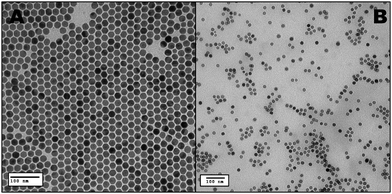TEM images of NaYF4:Yb3+/Er3+ (A) oleate-stabilized, (B) ligand-exchanged with PVP.