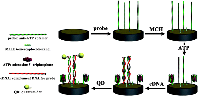 The whole aptasensor preparation process.