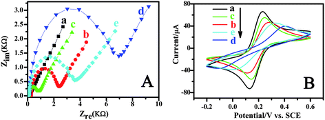 EIS (A) and CV (B) of the electrode at different stages in 0.1 M KCl + 2 mM [Fe(CN6)]3−/4−. (a) bare Au electrode, (b) probe/Au electrode, (c) ATP/probe/Au electrode, (d) cDNA/ATP/probe/Au electrode, (e) QDs/cDNA/ATP/probe/Au electrode. The EIS frequency range: 0.1–1.0 × 105 Hz. The CV scan rate was 100 mV s−1 and the ATP concentration 18 μM.