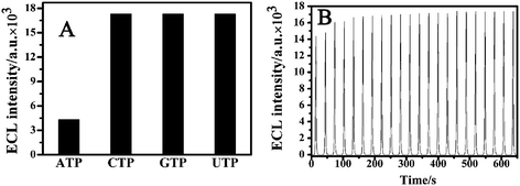 (A) ECL signal specificity of aptasensor towards ATP and its three analogues CTP, GTP and UTP. The aptasensor was incubated with 50 μg mL−1 ATP, CTP, GTP or UTP solution respectively for ECL detection. (B) ECL-time curve of QDs/cDNA/probe/Au electrode under continuous cyclic voltammetry scan. The electrolyte was 5 mL PBS+ solution containing 0.1 M K2S2O8 and 0.1 M KCl. The voltage of the photomultiplier tube was 600 V and the scan rate 100 mV s−1.