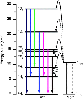 Schematic energy level diagrams, UC excitation and emission schemes for the NaYF4 : Yb,Tm systems, showing two- (3F2 to 3H6 and 3F4 to 3H6), three- (1G4 to 3H6 and 1G4 to 3H4) and four-photon (1D2 to 3H6, 1D2 to 3H5 and 1D2 to 3H4) UC processes (pumped by a 980 nm laser).