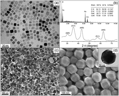 A TEM image of the cubic cobalt ferrite NCs synthesized using cobalt chloride and iron chloride in a feeding ratio of Co/Fe 1/2 (a), and its SAED pattern and EDX spectrum (b); (c) is a TEM image of the CoO NCs synthesized in the absence of iron chloride. (d) A SEM image of polyhedral CoO NCs (the inset is the TEM image of a single one) synthesized in the similar synthetic conditions.