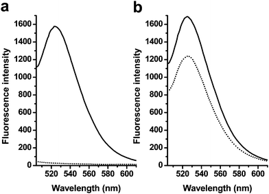 Changes in the fluorescence emissions of 1 in the phosphate buffer caused by GO and/or the ssDNA target 3. (a) Fluorescence emission spectra of solutions of 1 in the absence (solid lines) and presence (dotted lines) of GO, (b) Fluorescence emission spectra of dsDNA (1/3 hybrid) in the absence (solid lines) and the presence (dotted lines) of GO. The concentrations of 1 were 20 nM, and the excitation wavelength was 494 nm.