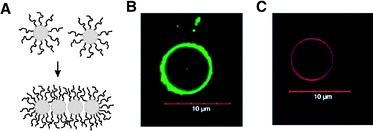 (A) Self-assembling amphiphilic nanoparticles caused by reorganization of surface-bound hydrophilic polymer chains. (B and C) Vesicles from the self-assembly of amphiphilic CdSe/CdS nanoparticles. The diameter of nanoparticles is 2.6 nm for B and 3.1 nm for C. (Reprinted with permission from ref. 77).