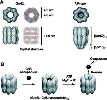 (A) Structures of chaperonin proteins GroEL and T.th cpn. (B) A schematic illustration of encapsulation of CdS nanoparticles within a chaperonin protein and ATP mediated release of nanoparticles. (Reprinted with permission from ref. 94).