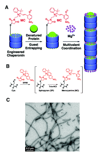 (A) Merocyanine-modified GroEL and Mg2+ mediated self-assembly of modified GroEL with guest proteins into 1-D turular aggregates. (B) Preparation of spiropyran/merocyanine modified GroEL from genetically modified GroEL. (C) A TEM micrograph of Mg2+ triggered self-assembled structures of modified GroEL. (Reprinted with permission from ref. 95).