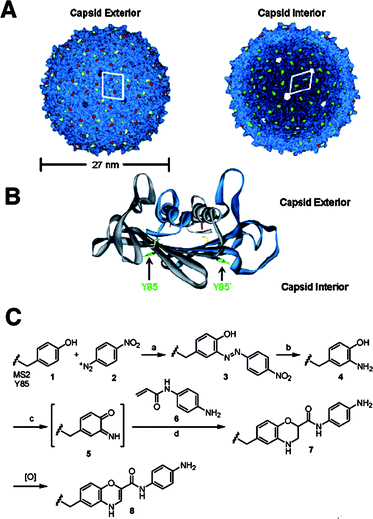 (A) Exterior and interior of the MS2 capsid. (B) A dimer of unit proteins showing the locations of tyrosine residues. (C) Reaction scheme used for the modification of tyrosine by diazo-transfer and a hetero Diels–Alder reaction. For details, see ref. 107 (Reprinted with permission from ref. 107).