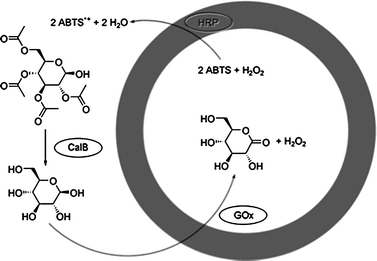 Schematic representation of the multistep reaction taking place in the three-enzyme PS-b-PIAT polymersome system with GOx in the lumen, HRP in the membrane and CalB in the surrounding medium. (Reprinted with permission from ref. 25a).